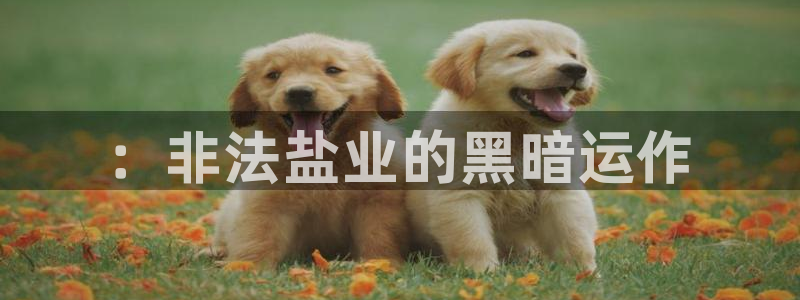 威九国际ppt免费下载网址